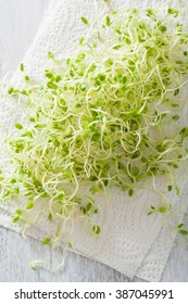 Fresh Clover Sprouts On Paper Towel