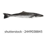 Fresh cobia fish or black kingfish isolated on white background, Rachycentron canadum