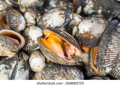 22,796 Clams Underwater Images, Stock Photos & Vectors | Shutterstock