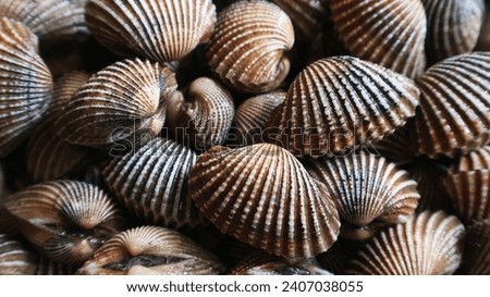 Fresh cockles shells perfect for seafood background or wallpaper