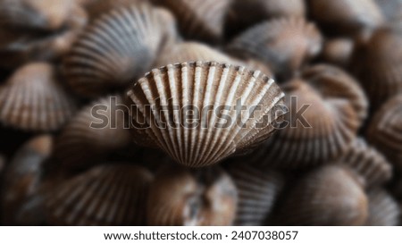 Fresh cockles shells perfect for seafood background or wallpaper