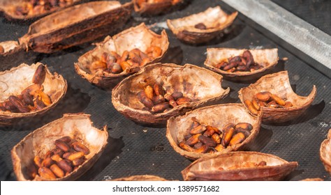 Fresh Cocoa Beans Dry In Solar Dryer Box Of Coffee Farm In Thailand, Raw Healthy Dessert Fruit Plant Seed Ingredient