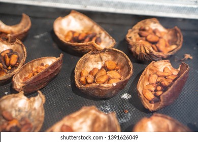 Fresh Cocoa Beans Dry In Solar Dryer Box Of Coffee Farm In Thailand, Raw Healthy Dessert Fruit Plant Seed Ingredient