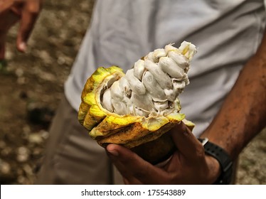 Fresh Cocoa Beans In The Hand Of A Farmer