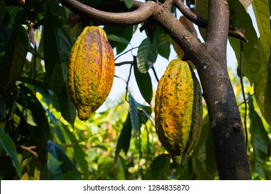 Fresh Cocoa Crop Hanging On Tree In Local Farm