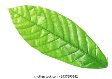 Fresh Cocoa Leaf Isolated On White Background