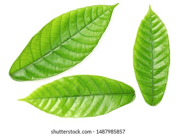fresh cocoa leaves isolated on white background, top view