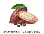 Fresh Cocoa pods with dried beans isolated on white background.