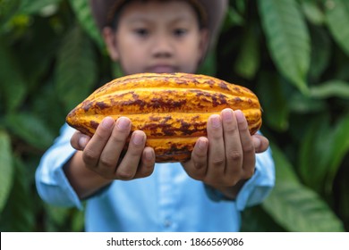 Fresh Cocoa Pods In The Hands Of Farmers