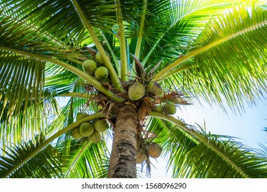 Ton Tan Tree Stock Photo 1246257433 | Shutterstock