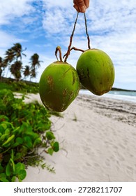 Fresh coconuts held over sandy beach near ocean on a sunny day. Two green coconuts are shown being held above the sand with ocean and palm trees in the background.