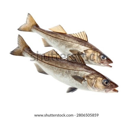 Fresh cod fish seafood pair isolated on white background