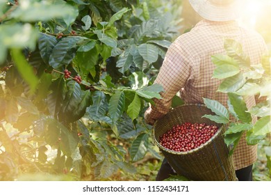 Fresh coffee bean in basket