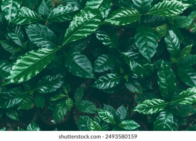 Fresh coffee bean green leaf bush berry plant arabica garden. Agriculture Green coffee tree growing berry bean plant. Coffee tree farm growth in eco organic garden. fresh nature farm - Powered by Shutterstock