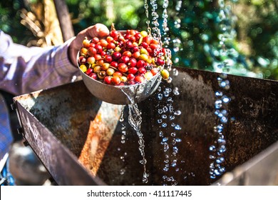 Fresh Coffee Beans Washing Wet Process