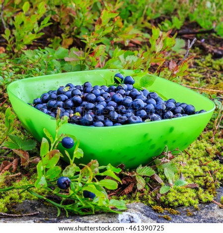 Similar – Hände, die selbstgepflückte Blaubeeren in eine Schüssel sortieren