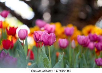 Fresco y colorido campo de tulipanes en la naturaleza