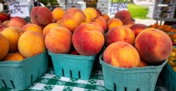 Fresh Colorful Peaches In Cardboard Crates Are For Sale At A Farmers Market In Oregon.