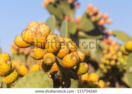 Similar – Image, Stock Photo prickly pears Fruit Nature