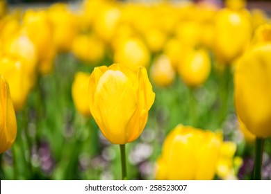 Fresh colorful tulips - Shutterstock ID 258523007