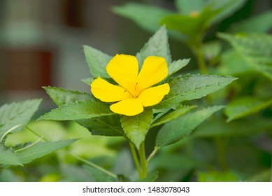 Fresh colourful Damiana flower with its leaves - small yellow flower tree for background use