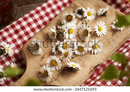 Similar – daisy metamorphosis Nature