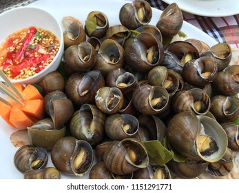 151 Common periwinkle snail Images, Stock Photos & Vectors | Shutterstock