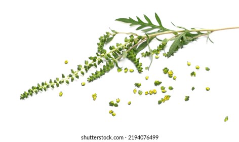 Fresh Common Ragweed Flower Ambrosia Artemisiifolia Stock Photo ...