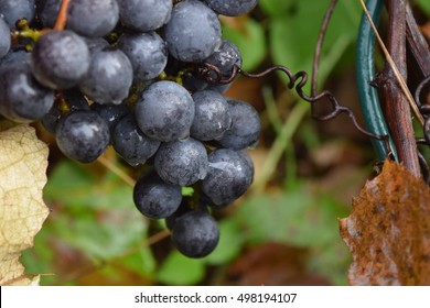 Fresh Concord Grapes