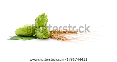 Fresh cones of hops and wheat isolated on a white background.