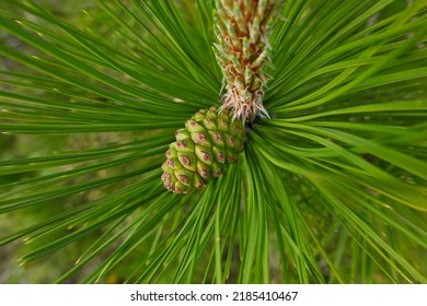 Fresh Cones And Needles Close Up Of Austrian Pine Tree