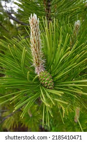 Fresh Cones And Needles Close Up Of Austrian Pine Tree