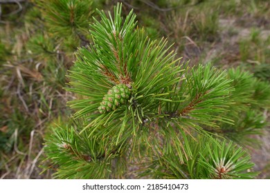 Fresh Cones And Needles Close Up Of Austrian Pine Tree