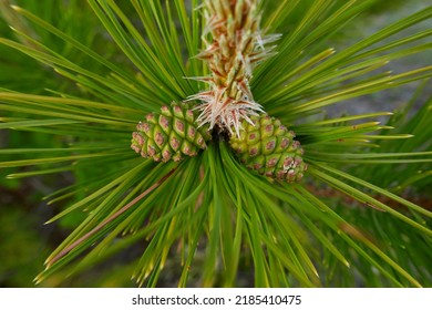 Fresh Cones And Needles Close Up Of Austrian Pine Tree