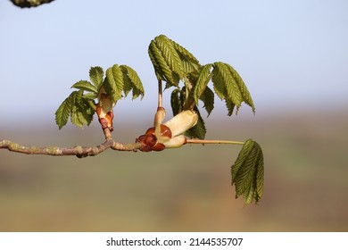 Fresh conker tree buds of new grown leaves and buds 