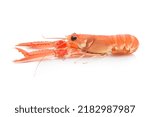 Fresh and cooked norway lobster isolated on white background. Side view