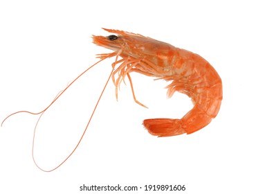 Fresh Cooked Shrimp Isolated On White Background           