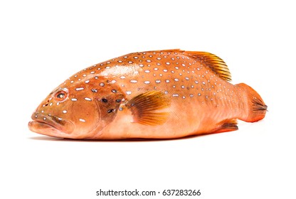 fresh coral trout or coral grouper fish isolated on white background