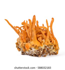 Fresh Cordyceps Mushroom