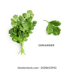 Fresh coriander bunch leaves isolated on white background. Creative layout. Top view, flat lay. Design element. Healthy eating and dieting food concept

