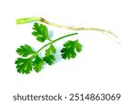 Fresh Coriander or Cilantro or Chinese parsley leaves and root isolated on white background  top view flat lay. 