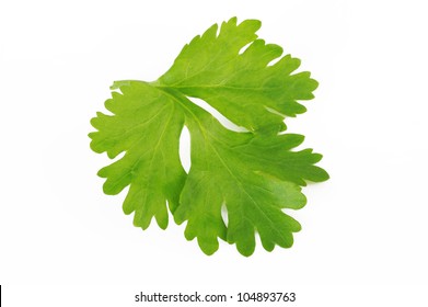 Fresh Coriander Leaf Isolated On White Background.