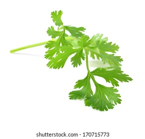 Fresh Coriander Leaf Isolated On White Background