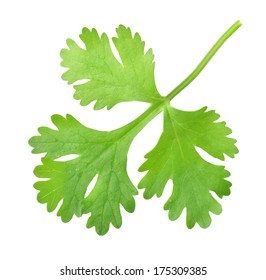 Fresh Coriander Leaf Isolated On White Background