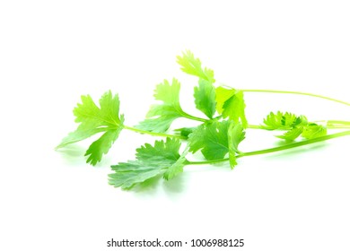 Fresh Coriander Leaves  Isolated On White Background