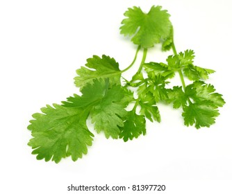 Fresh Coriander Leaves Over White Background