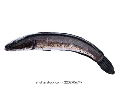 Fresh Cork Fish Or Snake Fish Isolated On White Background. Concept : Freshwater Fish In Thailand And Asia Countries. Channa Striata. It Can Be Cooked In Various Menu.                                 