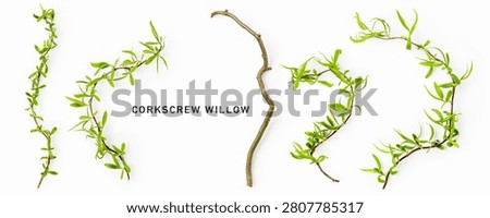 Fresh corkscrew willow branches isolated on white background. Minimalist botanical composition with naturally twisted stems and young spring foliage. Organic design concept. Flat lay, top view