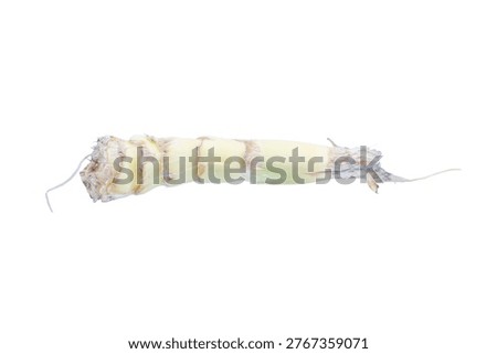 Fresh corn cob stem isolated on a white background, revealing its distinct fibrous and segmented structure. A raw agricultural byproduct.