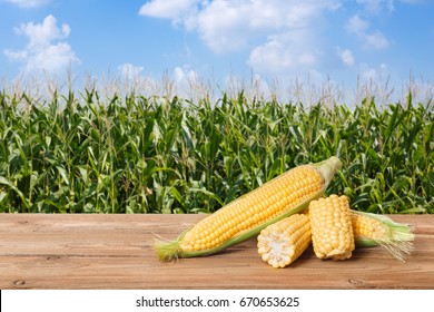 fresh corn cobs on wooden table with green field on the background. Agriculture and harvest concept